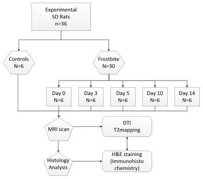A Longitudinal Study of T2 Mapping Combined With Diffusion Tensor Imaging to Quantitatively Evaluate Tissue Repair of Rat Skeletal Muscle After Frostbite